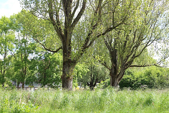 allard architecture • Medical Centre Lindenlaan 